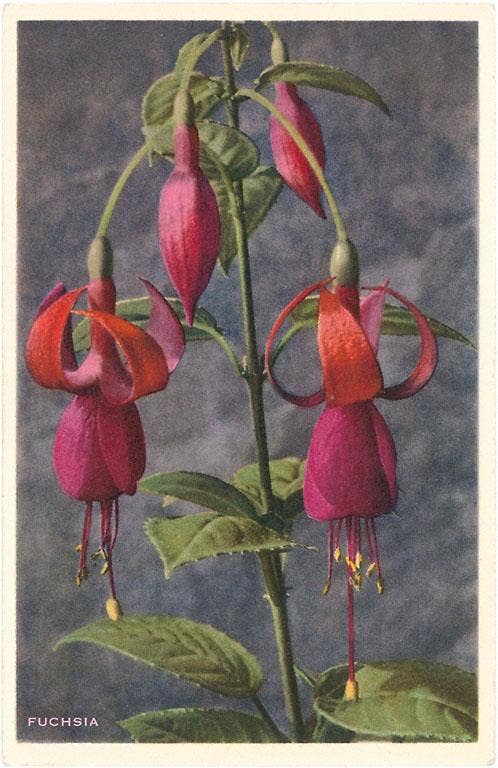 Vintage Postcard / Purple Fuchsias - Harmony
