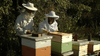 Beeswax Lip Balm - Harmony