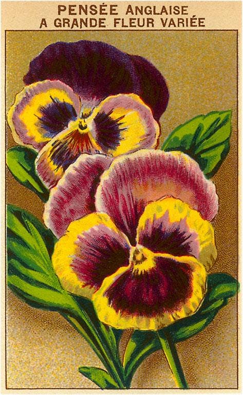 Vintage Postcard / French Pansy Seed Packet - Harmony
