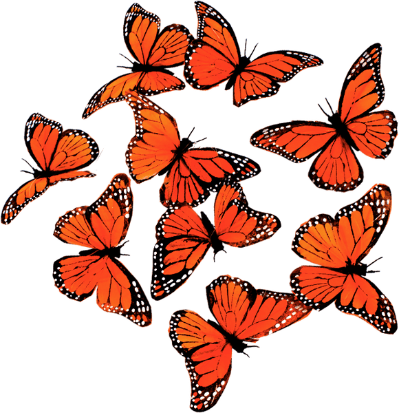 Monarch Butterfly Garland - Harmony