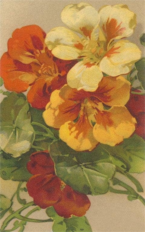 Vintage Postcard / Nasturtiums - Harmony