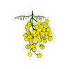 Trovelore Brooch Pins - Harmony