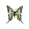 Trovelore Brooch Pins - Harmony
