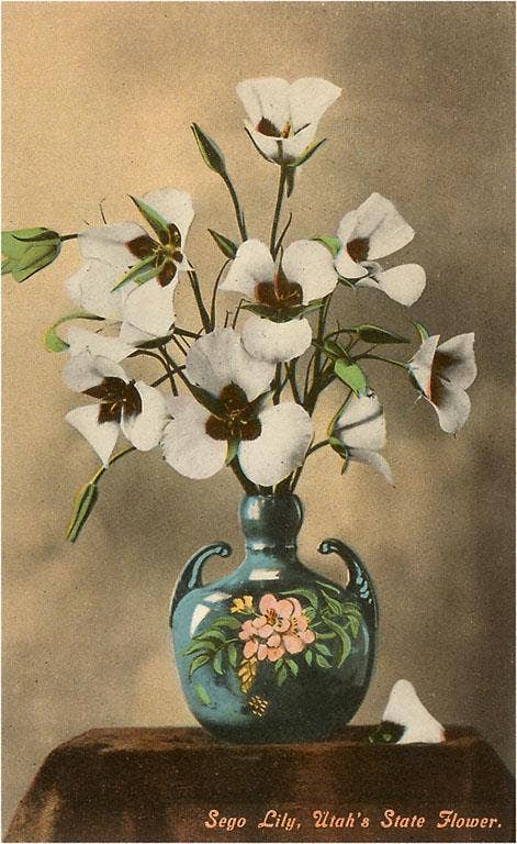 Utah Postcard / Sego Lily, Utah's State Flower - Harmony