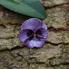 Purple Pansy Brooch - Harmony